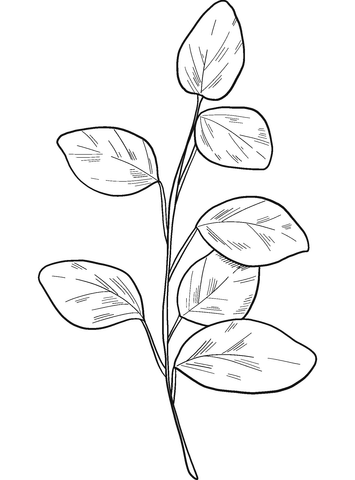 Eucalyptus Branch  Coloring Page